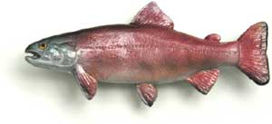 Sockeye Red Salmon