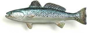 Gray Trout (Weakfish)